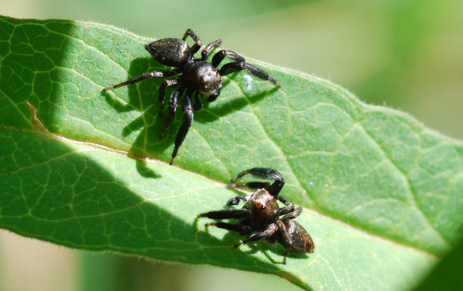 Evarcha arcuata